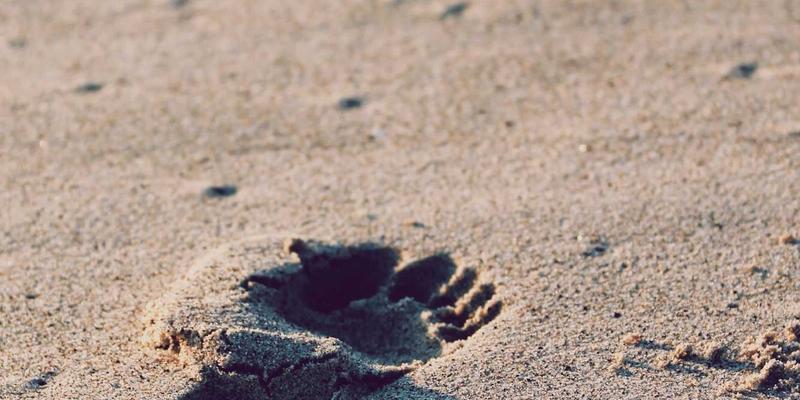 Android Apps与可穿戴设备集成开发：打造Apple Watch与Wear OS的定制化软件解决方案