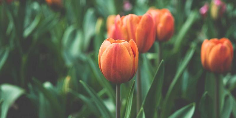 Android应用无障碍设计指南：利用Circular Motion等软件解决方案为视障听障用户打造包容性体验