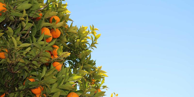 Custom Applications推送通知最佳实践：平衡Android与iOS应用的用户参与度