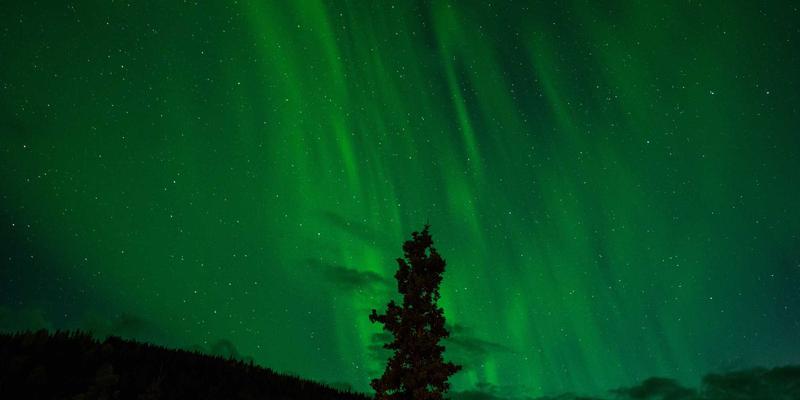 Flutter vs React Native 2024终极对决：如何为你的软件开发生涯选择最佳跨平台框架