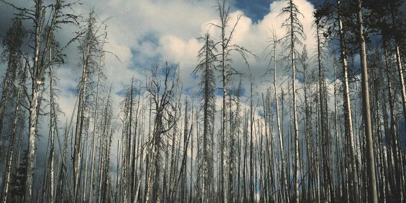 加速软件开发的循环动力：Firebase、Supabase与AWS Amplify如何驱动现代Web应用