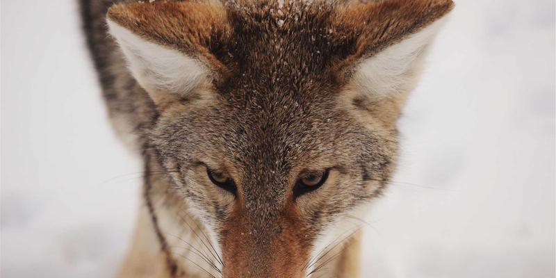 移动应用原型设计工具与方法论：从创意到可交互原型的快速验证