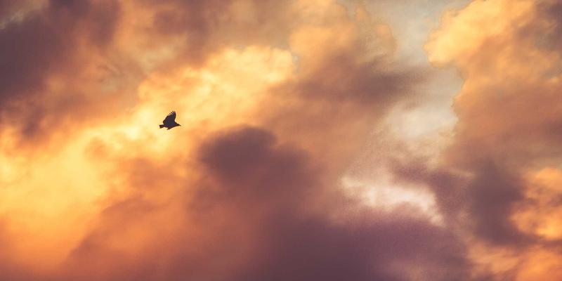 移动应用安全开发指南：保护iOS Apps与Web Applications免受数据泄露与攻击