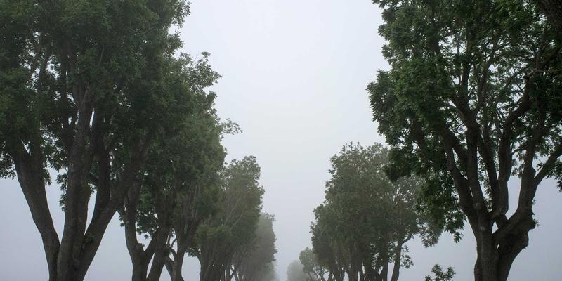 移动应用开发全解析：从iOS应用到定制化与Web应用的战略选择